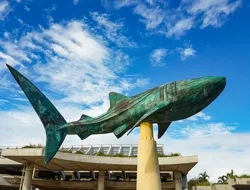 Direct Entry Tickets to Churaumi Aquarium